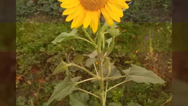 А мені, а мені - сонячно!