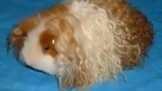 Магда Гесслер