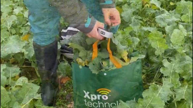 Vi Veier Høstraps For å Få Oversikt Over N-opptaket Hos Per Martin Lea, Stokke, Okt 2022
