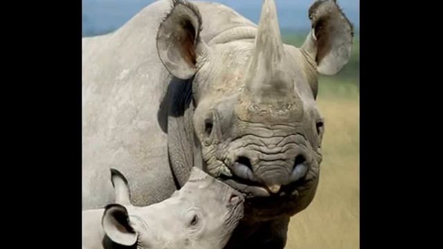 En çok Izlenen Belgeseller