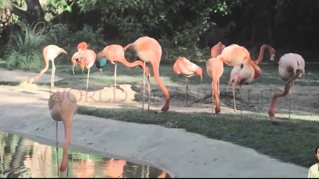 World Of Animals - 1 Cats, Cows, Sheeps, Elephants | #animal #animalsounds