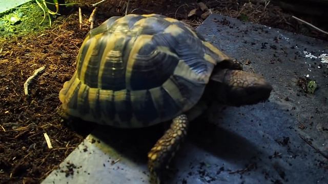 Reptile Room Tour April 2018!