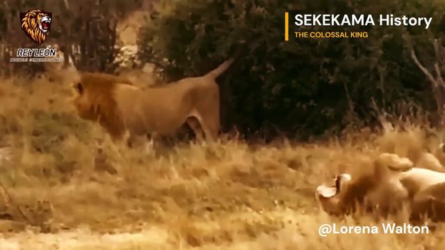 Historia De SEKEKAMA | The COLOSSAL KING (History Of Sekekama) #lion #nature #lions