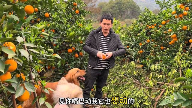 经过前段时间的拼搏，老谭决定今年夏橙不零售，直接批发给果商