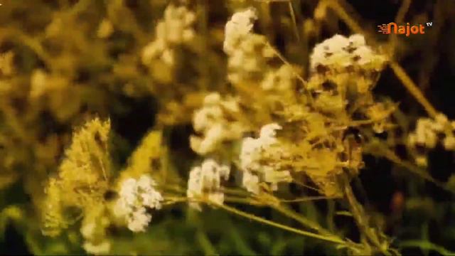 ПАГОХ ИД АСТ АММО МАН ГАМГИНАМ  ЧАРО.