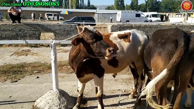 Мал базар Талас Покровка 19-Август 2022