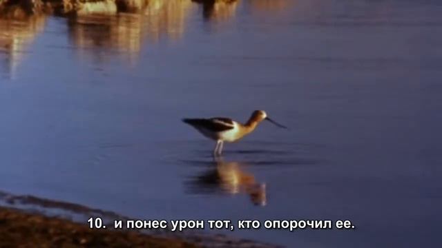 чтец Саид Карама - сура 91 Солнце (аш щамс)