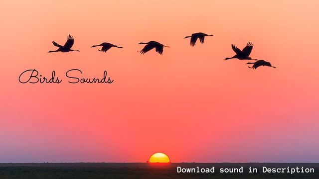 Bird Sounds Effect