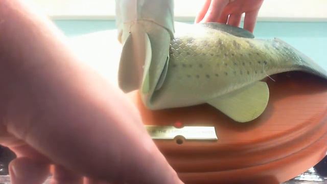 Singing Bass