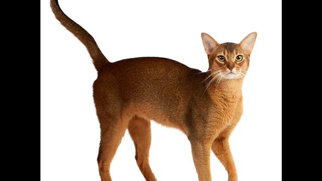 Halfdans ABC - Postbud, Postbud