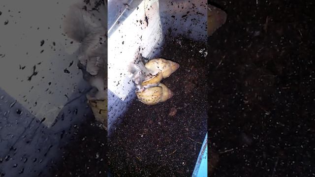 улитки Achatina Zanzibarica спаривание