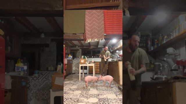 Dando El Desayuno A Los Cerditos Gregorio Y Sarita