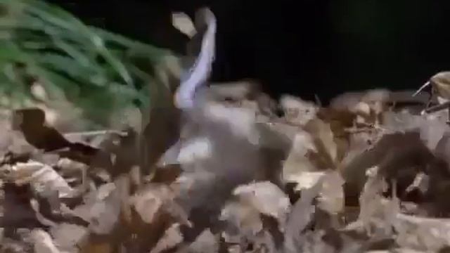 Стань орлом!