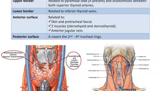 Anatomy Of Thyroid And Parathyroid Glands - Dr. Ahmed Farid