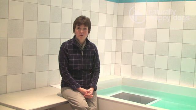 Hydrotherapy (swimming) For Dogs