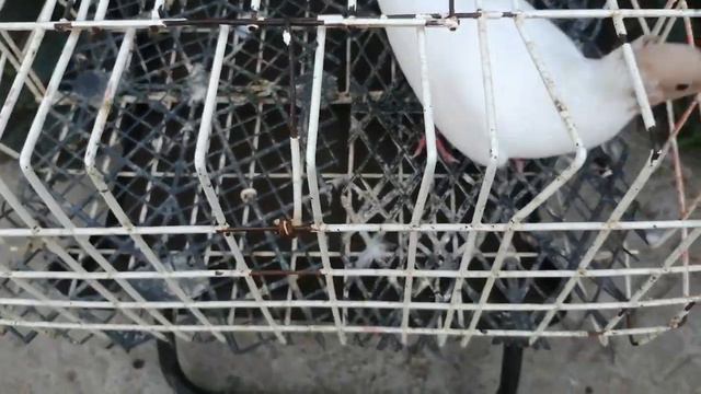 93de544a23383cc6b1adf719d4776cf7