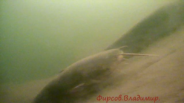 Горела ли рыба?