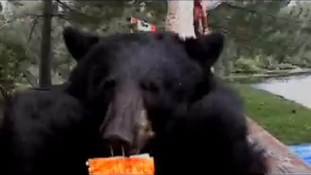 Battlestar Galactica's Jamie Bamber On Bearskins