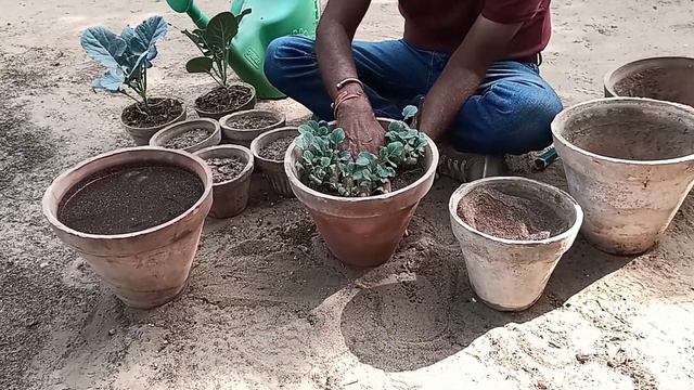 How To Grow Broccoli? || Kitchen Garden ||Grow Your Own Vegetables || Taufeeq Pasha, Famous Gardene