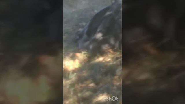 Куликово поле 6 часть