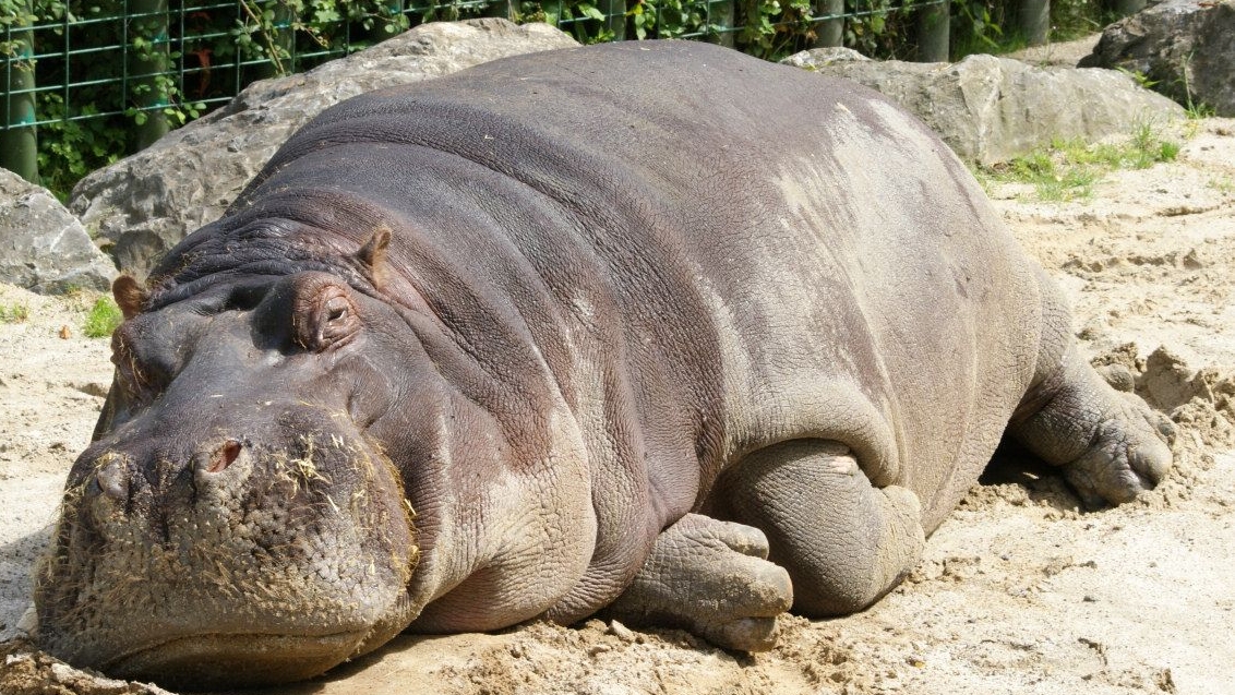 B7262e2c0e6e37e425bf408b83ed1dd6