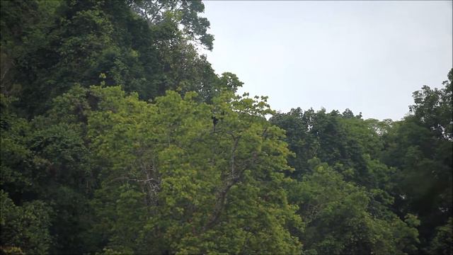 Video Singing Gibbons 2013