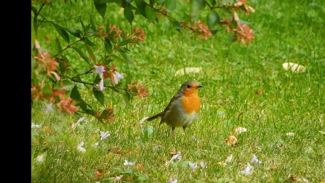 « Vivre » Noa Et « Allelujah » Alexandra Burk
