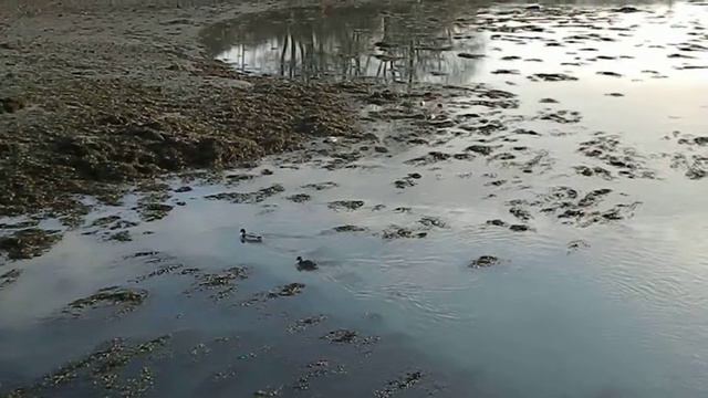 Menai Straits Coastline & Ynys Gaint Anglesey Ynys Mon Bangor Wales UK