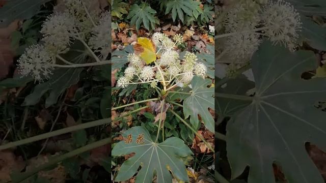 历史上的今天 - 国学大师王国维诞辰143周年 - 上班路上竟然发现一朵小花。