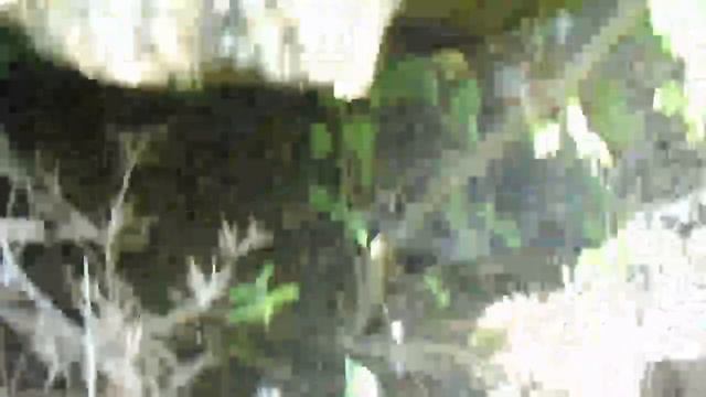 В ШУБРАКА С РОСЕН ПЕТРОВ