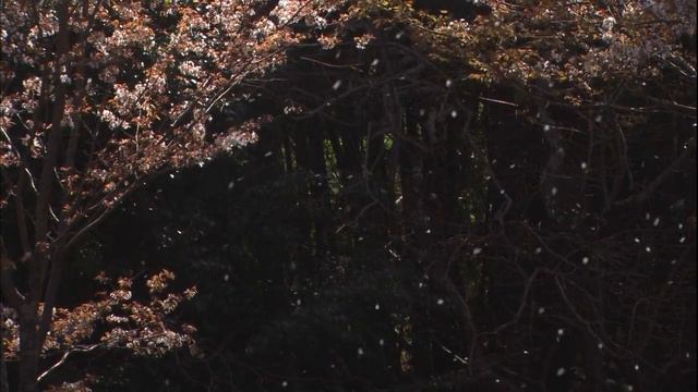 Виртуальное путешествие Сакура   Ностальгия