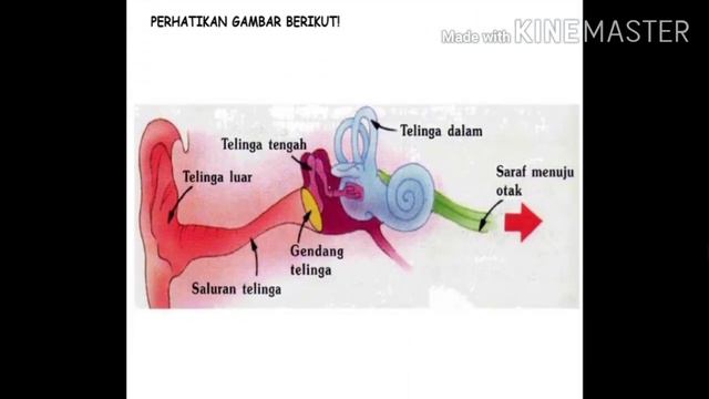Media Pembelajaran IPA Tema 1 Subtema 2 SD Yos Sudarso Padang