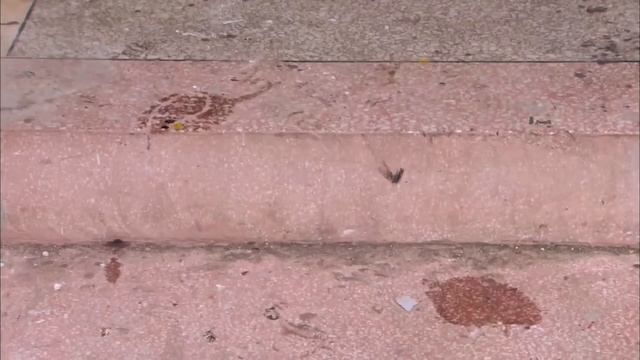 【功夫女特工 KungFu Female Agent 】EP01 功夫美女為復仇遊走在死亡邊緣，化身殺寇特務破壞敵人陰謀。 主演：衛小雨，黃海冰