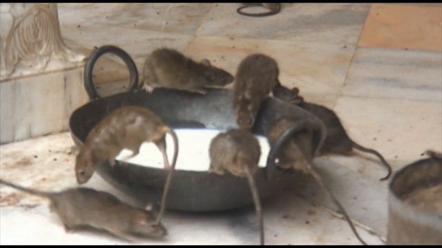 Our Visit To The Karni Mata 