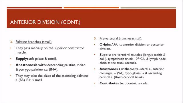 Ascending Pharyngeal Artery (APA) - Cranial Arterial Anatomy 15