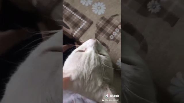 #shorts Все любят поесть