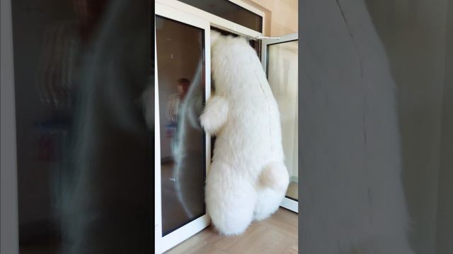 Белый мишка надувной костюм для встречи с роддома!