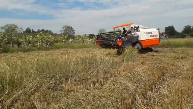รถเกี่ยวข้าว KUBOTA DC- 105X  ได้หนูด้วย