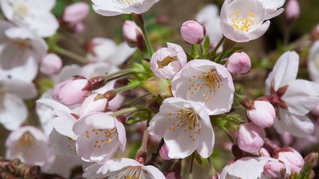 Цветение сакуры 1080