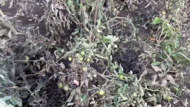 9b9bf15b296af825c967ffe2d5bfc4dc