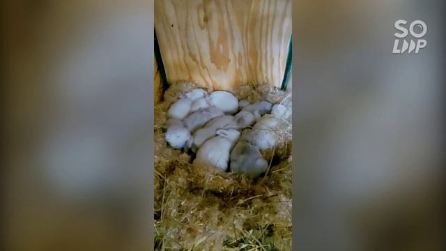 Кролики на модульной ферме