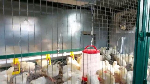 Технология модульных ферм для выращивания свиней, кроликов и бройлеров