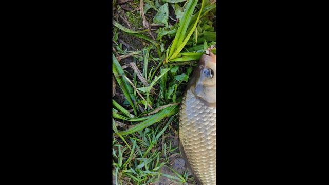 Рыбалка в сентябре на даче