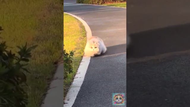 Котики в Тренде