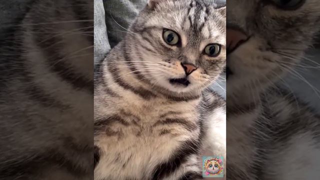 Котики в Тренде