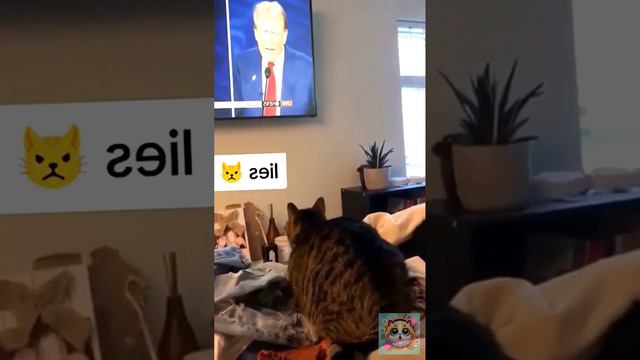 Котики в Тренде