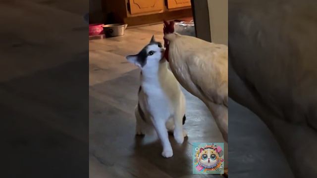 Котики в Тренде