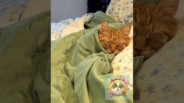 Котики в Тренде