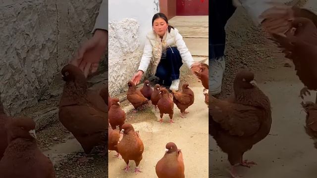 A NEW SPECIES OF PIGEONS