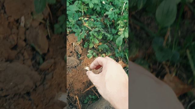 Огромное кольцо💍 с большой глубины😎🔥 Поиск с металлоискателем #xpdeus2 #коп #находки #металлокоп